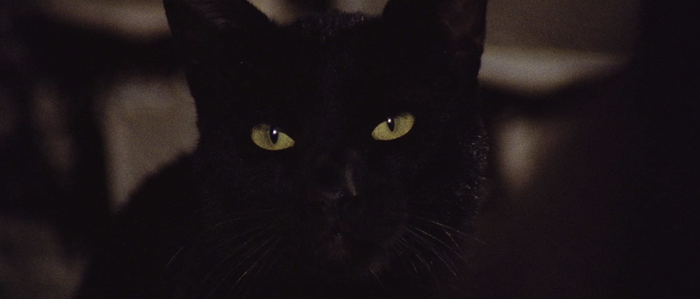 Final Girl Essay - The Black Cat Movie Film